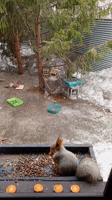 довольные белки