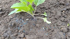 Улитки слизни кошмар 😰