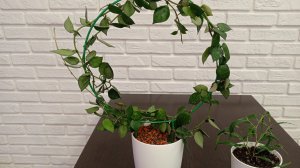 Дела цветочные - пересадка и болталка.