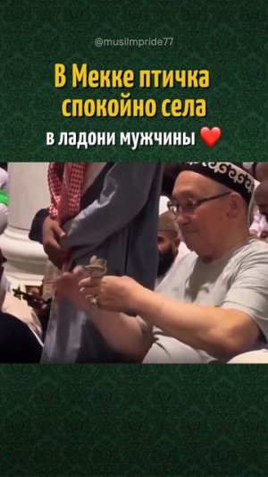 В мекке птичка спокойно села в Ладони мужчины