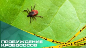 Пробуждение кровососов. В Челябинской области уже 8 человек стали жертвами клещей