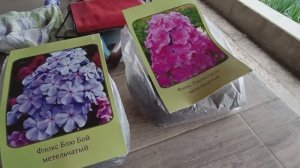 Перевесила клематис🌸 Вырастила и молодец 🐥🐤Пеларгония из семян,получится ли ?😏🌺