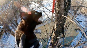 Дневной чёрный, перед ночным белым