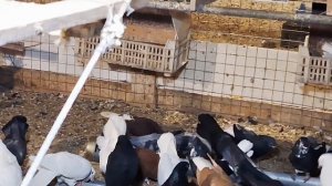 1000109149.mp4 голуби Луганска.