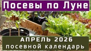 ЛУННЫЙ ПОСЕВНОЙ КАЛЕНДАРЬ НА АПРЕЛЬ 2026 🌱 Благоприятные дни для посадки и ухода за растениями