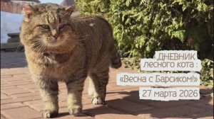 ДНЕВНИК лесного кота «Весна с Барсиком!»  - 27 марта 2026