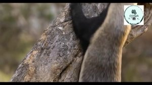 БАРРИ МЕДОЕД