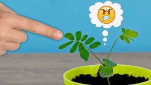 Я вырастил Растение, которое реагирует на Палец! ☝️