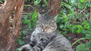 Кот Жиробас.