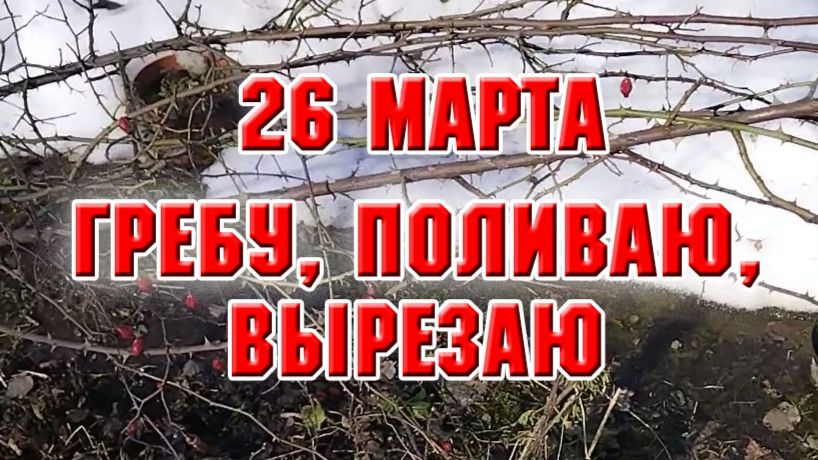 26 марта. На даче гребу, поливаю, вырезаю
