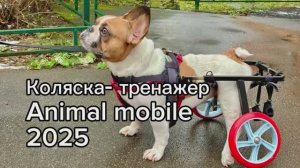 Коляска-тренажер для собак