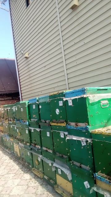 первый облет пчел 27.03.26 год