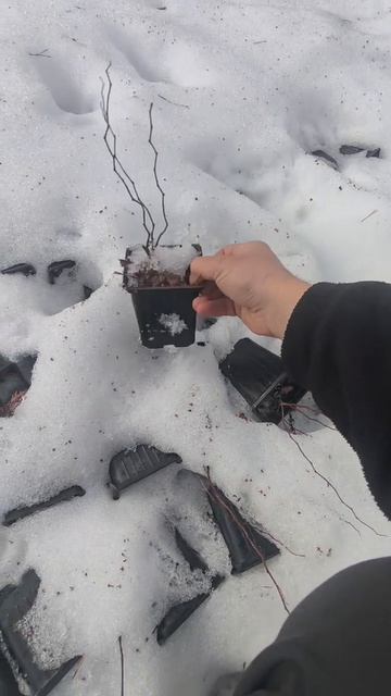 Спирея тоже перезимовала изумительно 🫡 #спиреявсаду #спирея #саженцыпочтой #весна