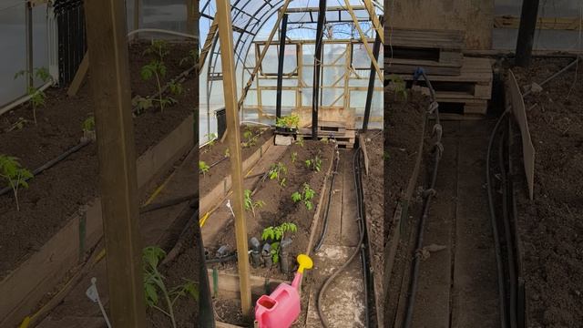 27 марта #теплица #дача #садоводничество #огород #уходзатеплицей