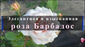 Элегантная и изысканная роза Барбадос