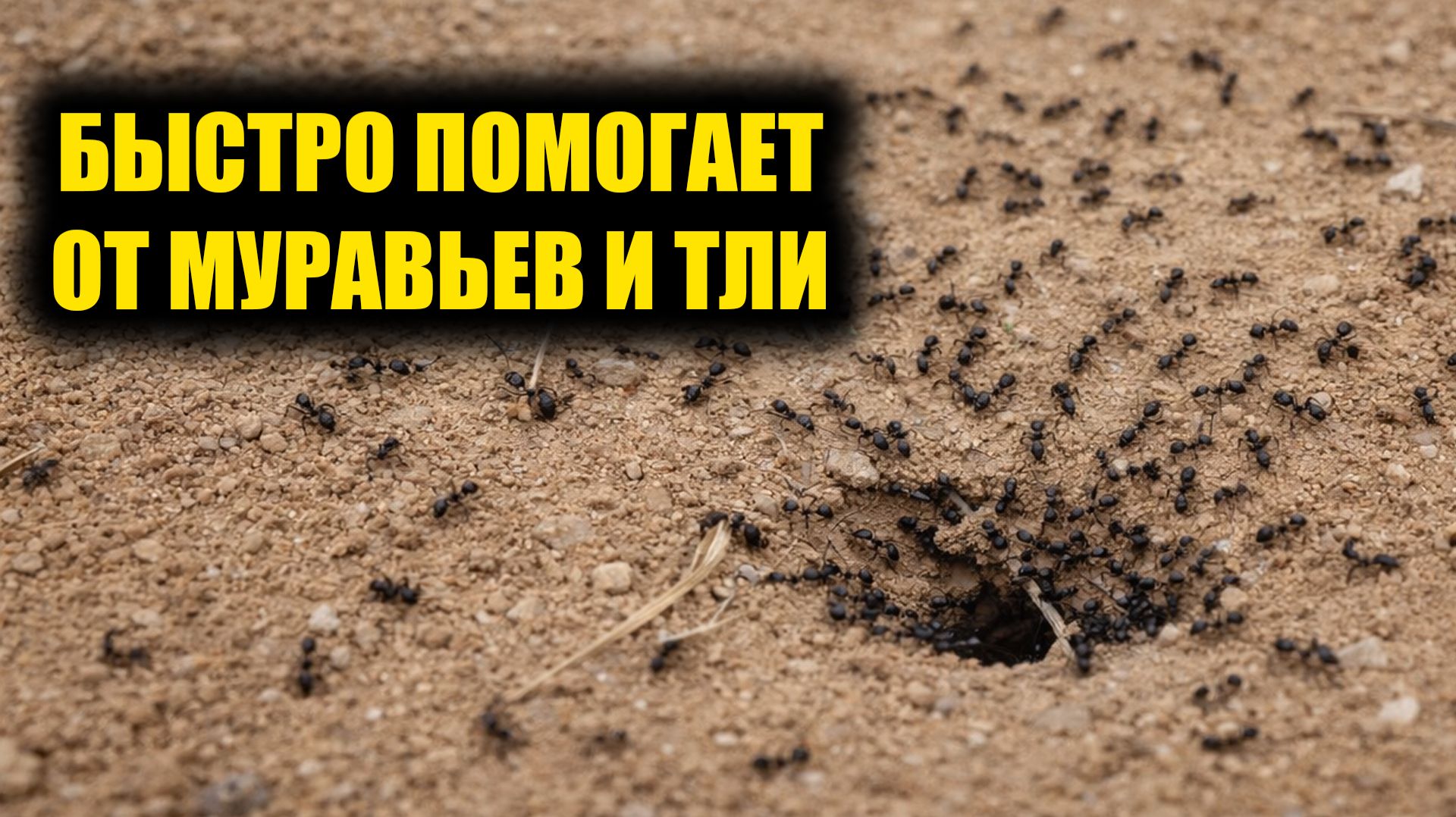 За 1 раз избавилась от муравьев и тли навсегда! Рабочий способ, муравьи и тля боятся это