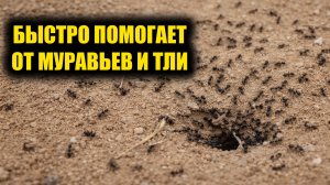 За 1 раз избавилась от муравьев и тли навсегда! Рабочий способ, муравьи и тля боятся это