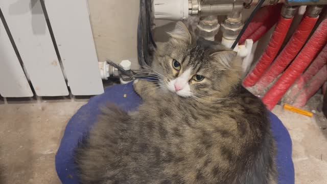 Кот лентяй. Кот которому лень даже мяукать смотреть онлайн