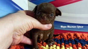 #СКИДКИ Ефим #ЦЕНА в видео #MAX +79215950848 #купить_щенка_чихуахуа_продаю ЕСТЬ ДОСТАВКА