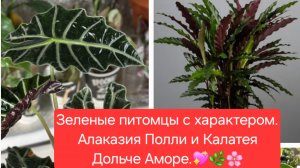 Алоказия "Полли" и Калатея "Дольче Аморе".💖🌸 Зелёные питомцы с характером.💖💐 Распаковка.