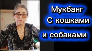 Мукбанг с котами и собаками Кот и оливки