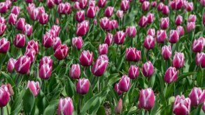 Тюльпаны | Крым, Никитский Ботанический Сад | стрим | 2026