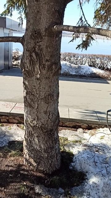 Вы в детстве лазали по деревьям