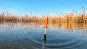 ВОТ ЭТО ОТКРЫТИЕ СЕЗОНА НА ПОПЛАВОК! В ПОГОНЕ ЗА САЗАНОМ И КАРАСЕМ! Рыбалка на поплавок 2026.