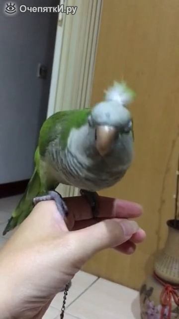 Попугай битбокс