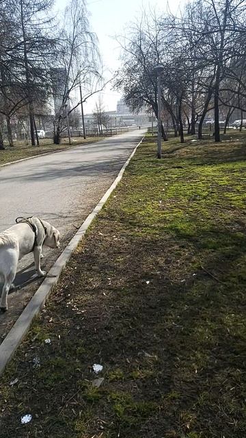 Снег тает на глазах! Симба встречает аномальное тепло +19 🐾✨