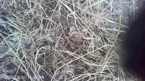 Обрываю сухостой в саду