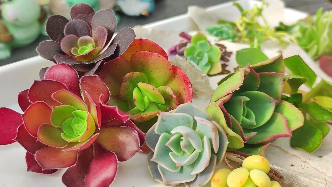 Весенняя распаковка суккулентов из Крыма! Очень много интересного!