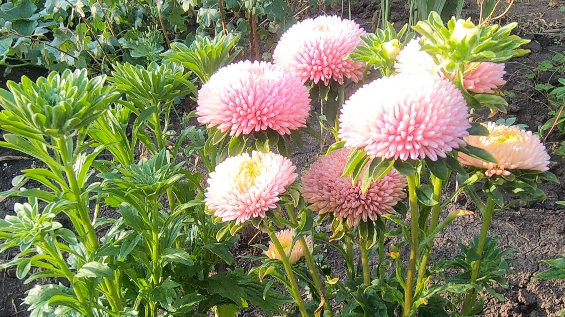 Хризантеллы. Правильный посев на рассаду.