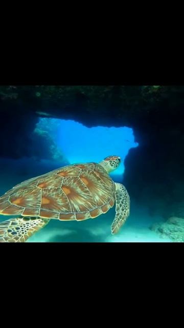 #подводныймир #водныймир #санктиподводный #жизньвводе