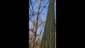 Мелитополь.Парк.Утро Нарцицы,белочки... 26.03 26