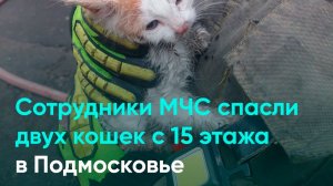 Сотрудники МЧС спасли двух кошек с 15 этажа в Подмосковье