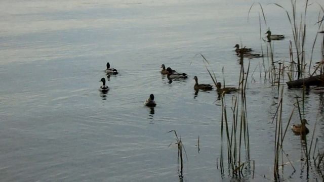 Дикие утки (2) * 6  минут релакса * 18.10.2019 (Архив)