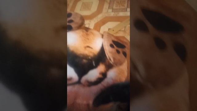 школа котов 2 серия