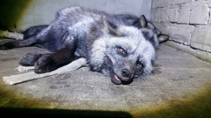 Лиса скрипит.