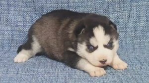 Предлагаем черно-белую, голубоглазую девочку щенка хаски, родилась 6 марта 2026 года
