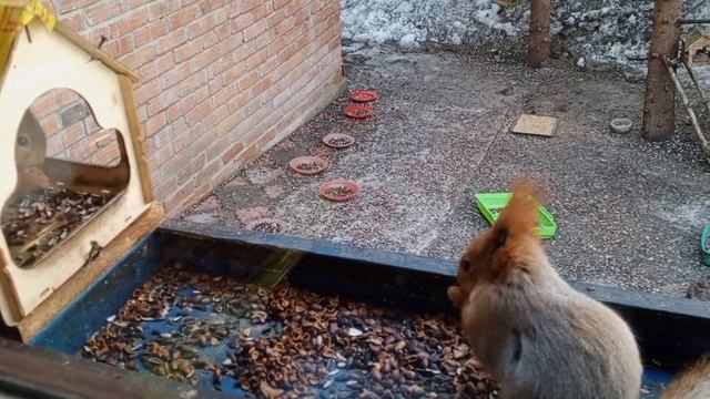 обед с дикими белками