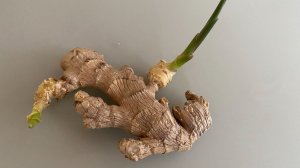 Как вырастить имбирь из корня, купленного в магазине