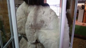 ЭКСПЕДИЦИЯ ДЬОКУУСКАЙ - СУНТААР "ИККИС КУН"