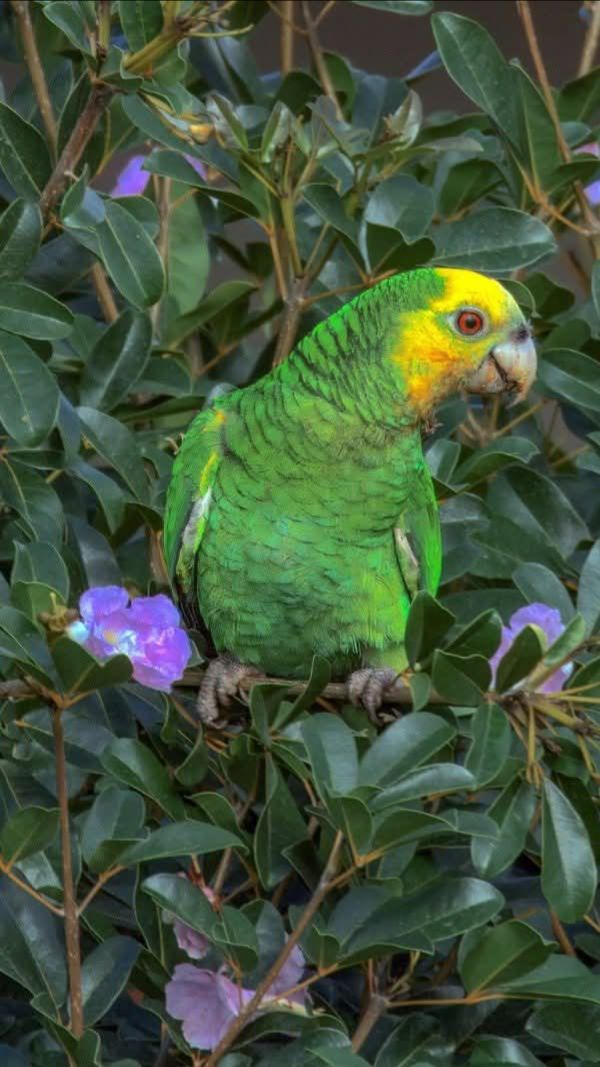 Желтоплечий амазон (Amazona barbadensis)  на острове Бонайре
