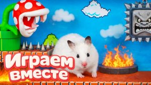 ХОМЯК ВЫБИРАЕТСЯ ИЗ СЕКРЕТНОЙ ХОМЯЧЕЙ ТЮРЬМЫ 🏁🐹🏆 Помогаем выбраться из лабиринта ! ч.2