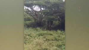 Если бы Эти Случаи с Животными не Сняли на Камеру Никто бы не Поверил