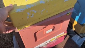 Выбираем семьи на Раннюю Иву))