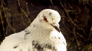 Утренний гость