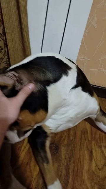 мимишное видео