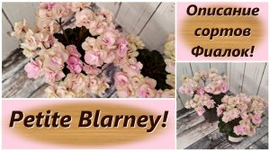 Описание сортов Фиалок! Petite Blarney!
